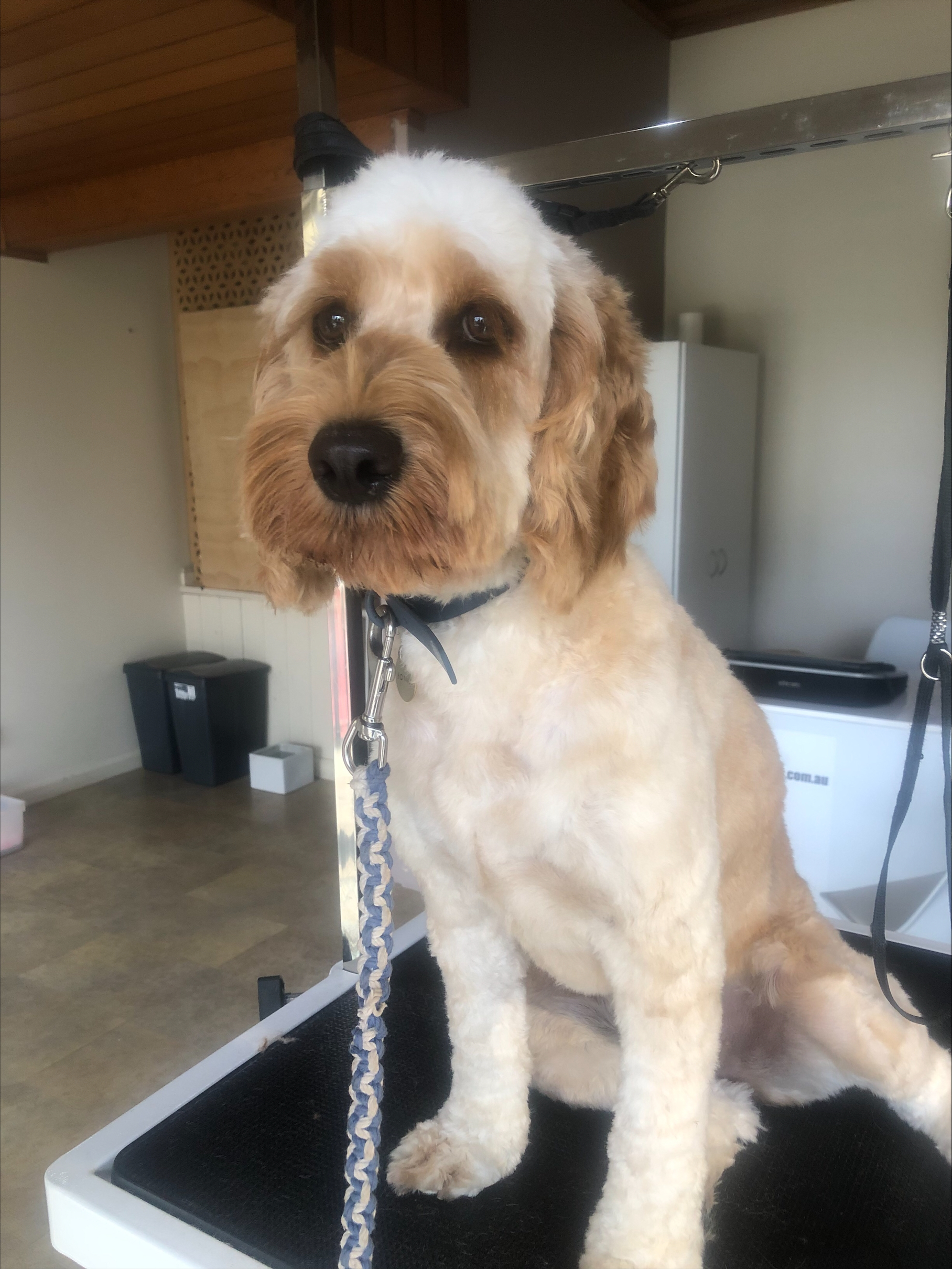 Cockapoo best sale grooming price